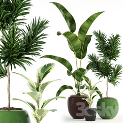 Plant - Plants collection 85 