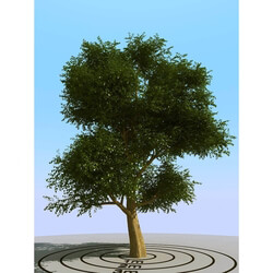 3dMentor HQPlants-01 (071) elm tree 