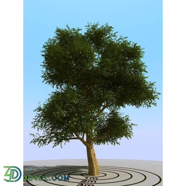 3dMentor HQPlants-01 (071) elm tree