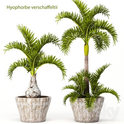 Plant - Hyophorbe Lagenicaulis Set 
