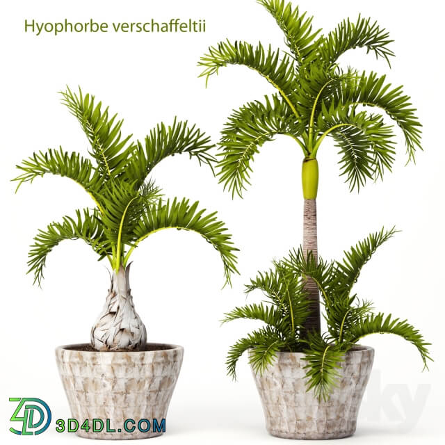 Plant - Hyophorbe Lagenicaulis Set