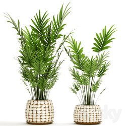 Plant - A collection of palms in pots 4 