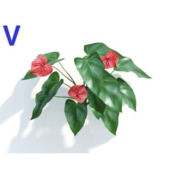 Maxtree-Plants Vol04 Anthurium andraeanum 05 