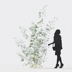 Maxtree-Plants Vol18 Bambusa multiplex fernleaf 01 02 05 