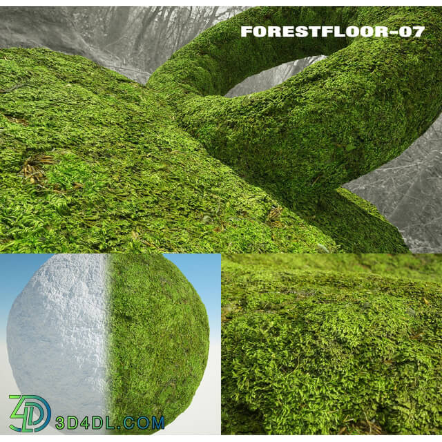 RD-textures Forest Floor 07