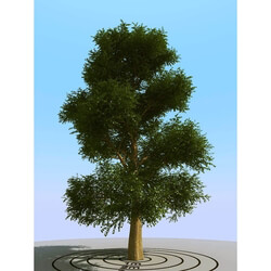 3dMentor HQPlants-01 (072) elm tree 