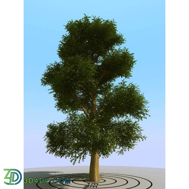 3dMentor HQPlants-01 (072) elm tree