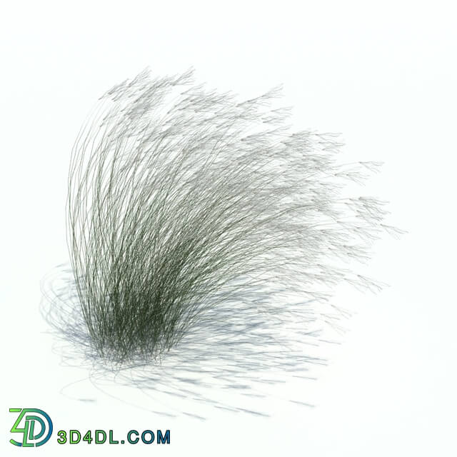 ArchModels Vol126 (047) Stipa tenuifolia v2