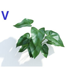 Maxtree-Plants Vol04 Anthurium andraeanum 06 
