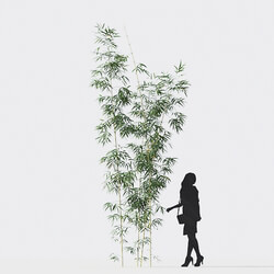 Maxtree-Plants Vol18 Bambusa multiplex fernleaf 01 02 06 