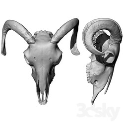 Other decorative objects - Sheep skull scan _OM_ 