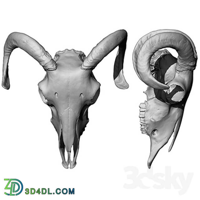 Other decorative objects - Sheep skull scan _OM_