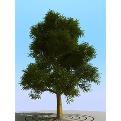 3dMentor HQPlants-01 (073) elm tree 