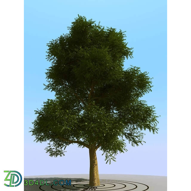 3dMentor HQPlants-01 (073) elm tree