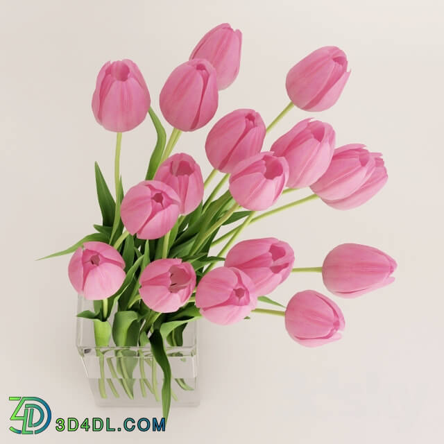 Plant - Two vases with pink tulips
