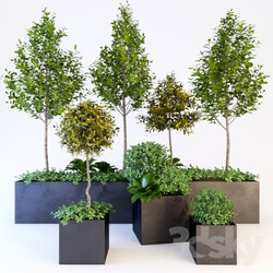 Plant - Trees_ 