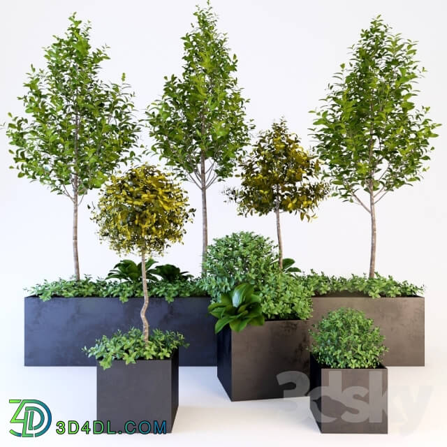 Plant - Trees_