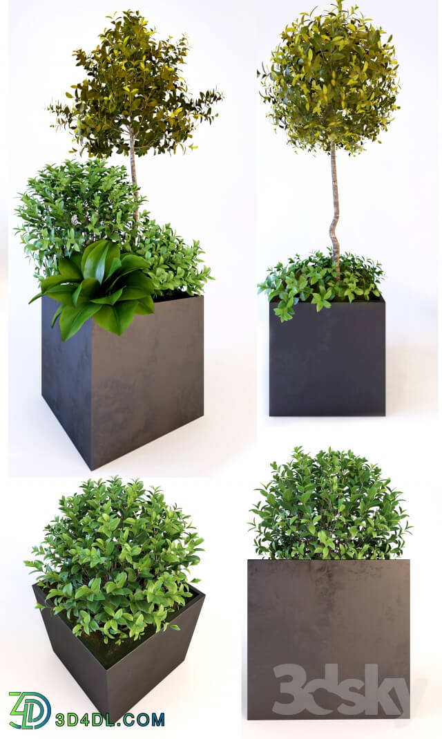 Plant - Trees_