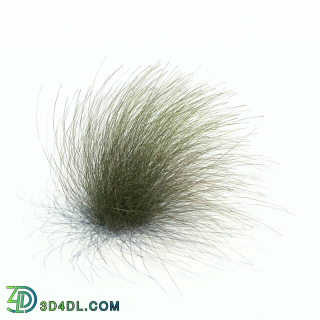 ArchModels Vol126 (048) Stipa tenuifolia v3