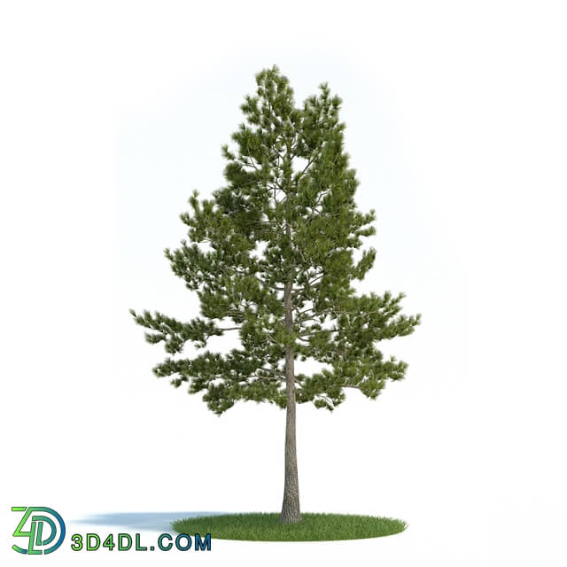 ArchModels Vol61 (015) loblolly pine