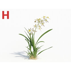 Maxtree-Plants Vol08 Orchid Odontoglossum Spot 01 