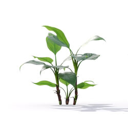 Maxtree-Plants Vol19 Aglaonema modestum 01 01 