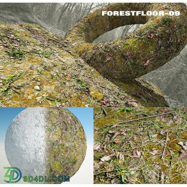 RD-textures Forest Floor 09
