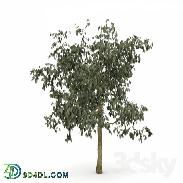 Plant - HD_tree_03_jefpreti.com