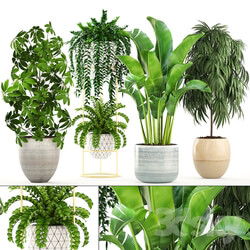 Plant - Collection of plants. 