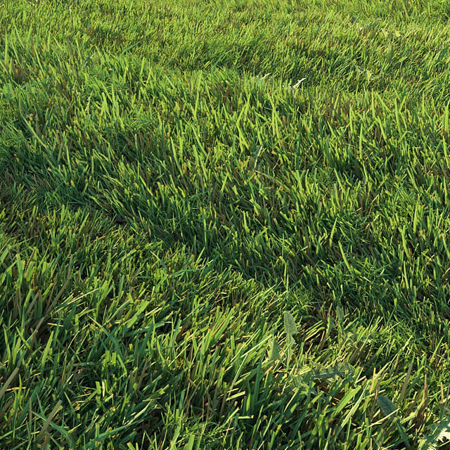 Grass - Mowed lawn