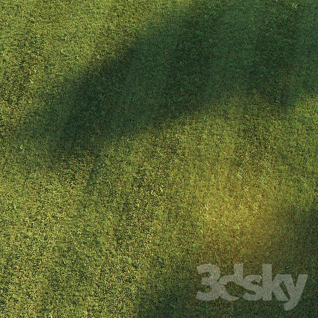 Grass - Mowed lawn