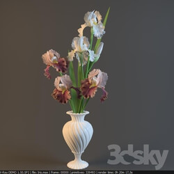 Plant - Irises in a vase 