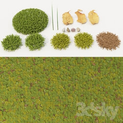 Plant - moss_collection 