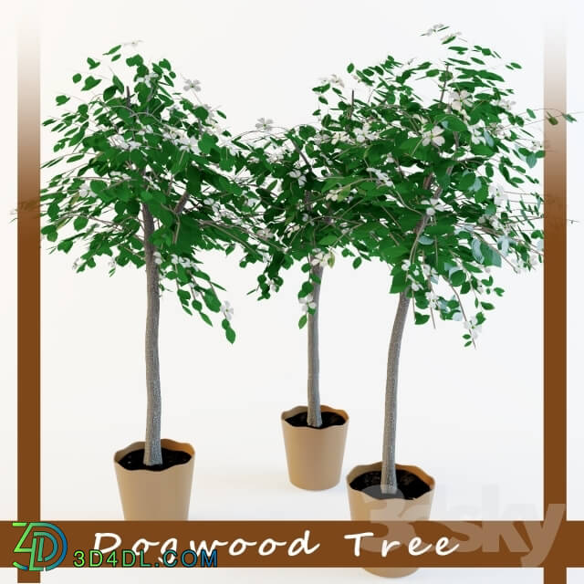 Plant - Dogwood tree _Dogwood tree_