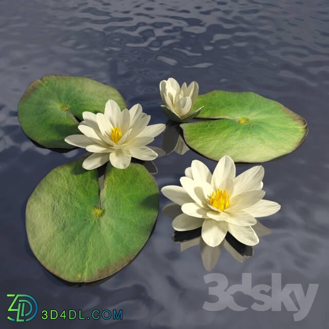 Plant - Water lily