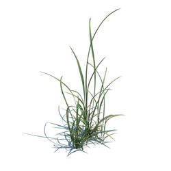 ArchModels Vol124 (017) simple grass v2 