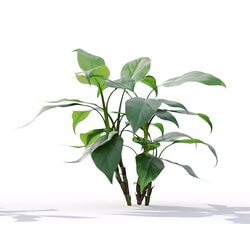 Maxtree-Plants Vol19 Aglaonema modestum 01 02 