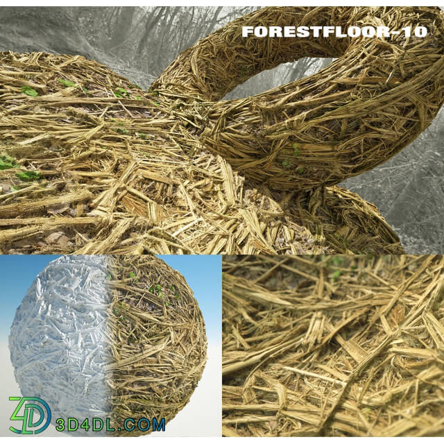 RD-textures Forest Floor 10