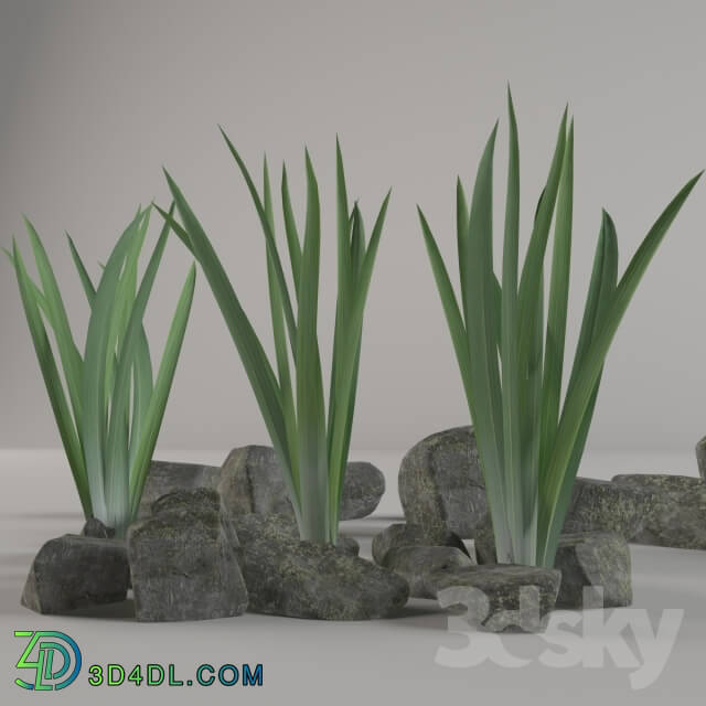 Plant - Irises