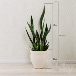 Plant - Houseplant 011 