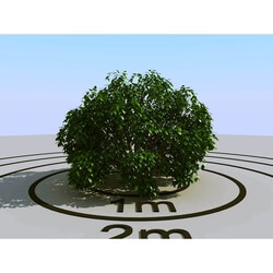 3dMentor HQPlants-01 (030) bush 