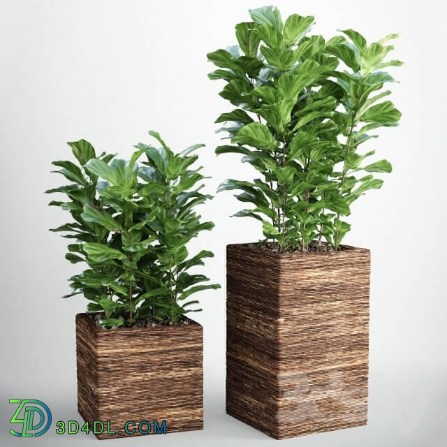 Plant - Ficus lyrata 3