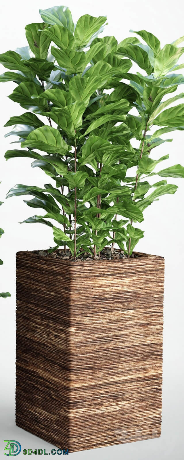 Plant - Ficus lyrata 3