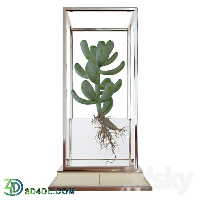 Plant - Cactus in a vase on a stand