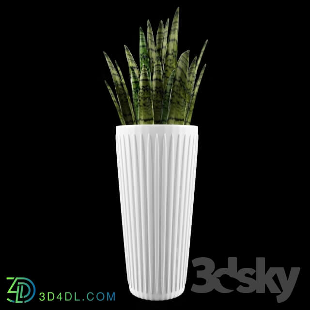 Plant - Sansevieria