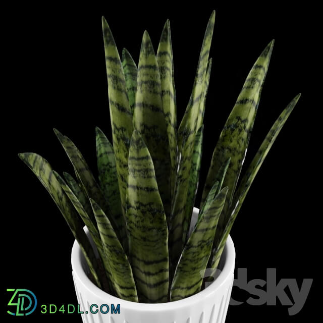 Plant - Sansevieria