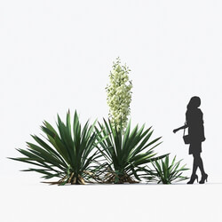 Maxtree-Plants Vol17 Yucca flaccida 01 04 
