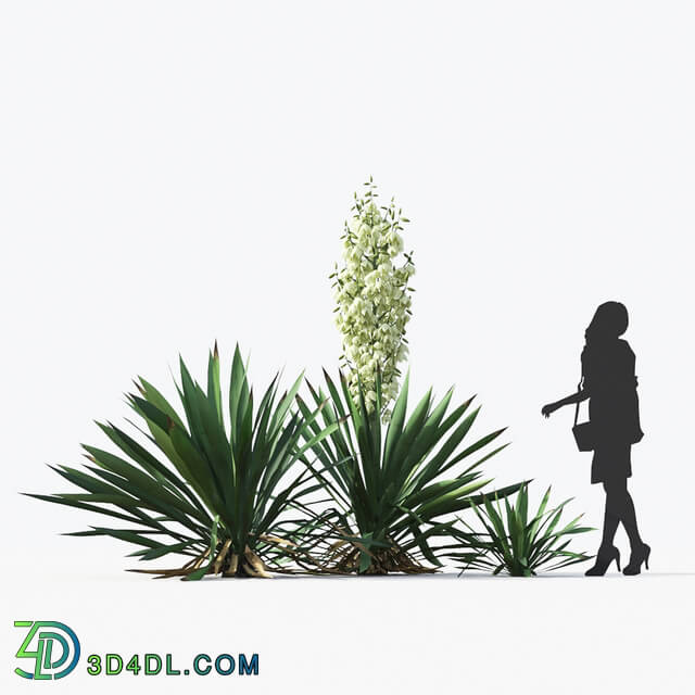 Maxtree-Plants Vol17 Yucca flaccida 01 04