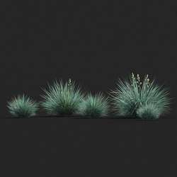 Maxtree-Plants Vol20 Festuca glauca 01 03 