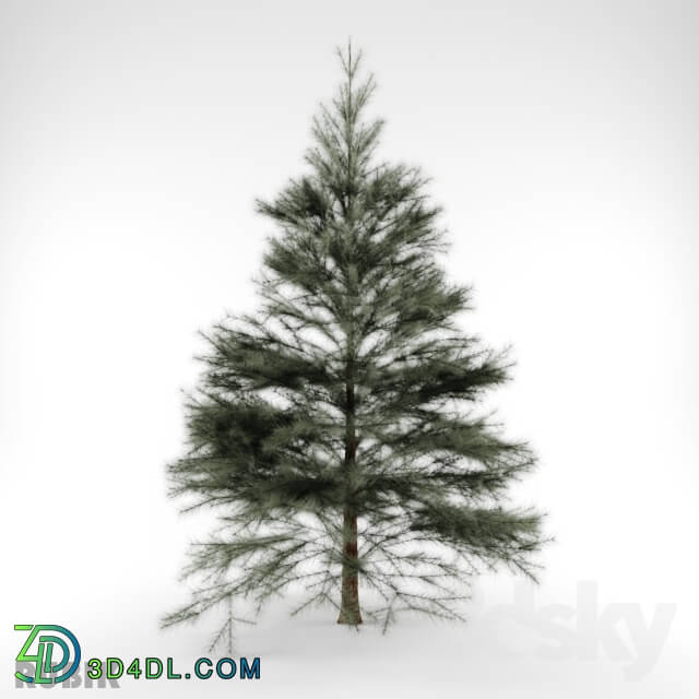 Plant - coniferous _ Conifers